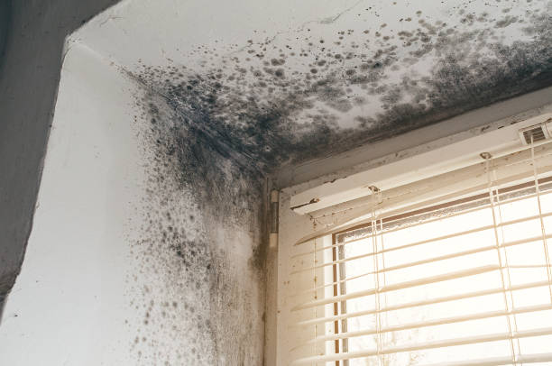 Affordable Mold Removal solutions in Harrisburg, NC